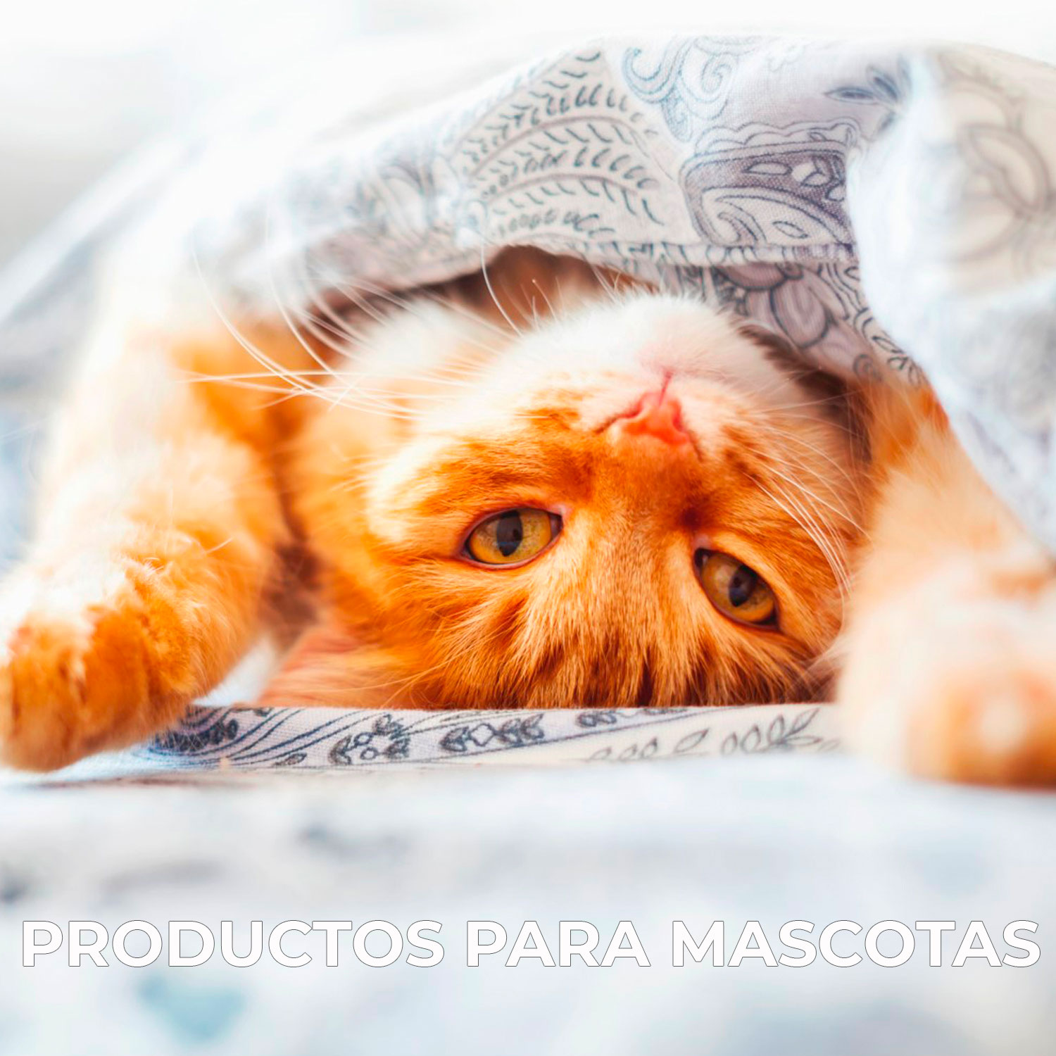 PRODUCTOS-MASCOTAS-TEXTOS-1